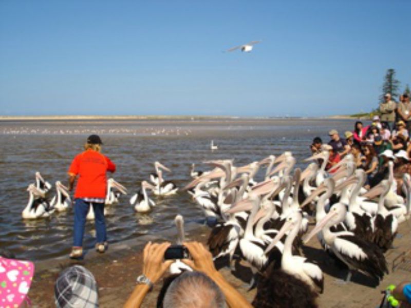 Pelican feeding at The Entrance daily show